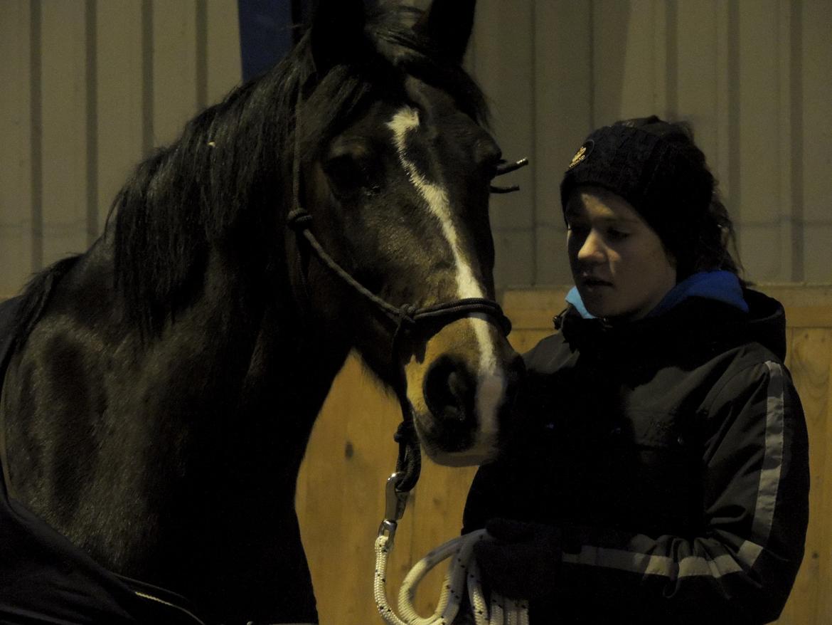 Hollandsk Varmblod Beauty Rose billede 17