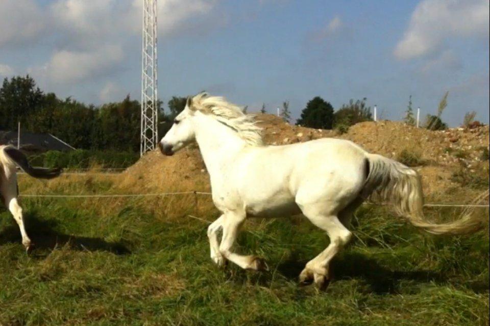 Anden særlig race Cornelius billede 8