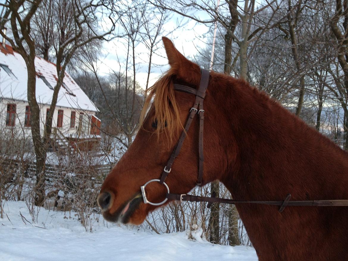 Anden særlig race Moon Fighter billede 10