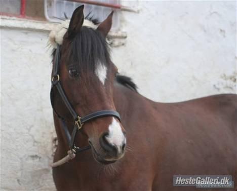 Hollandsk Sportspony Domenique billede 5