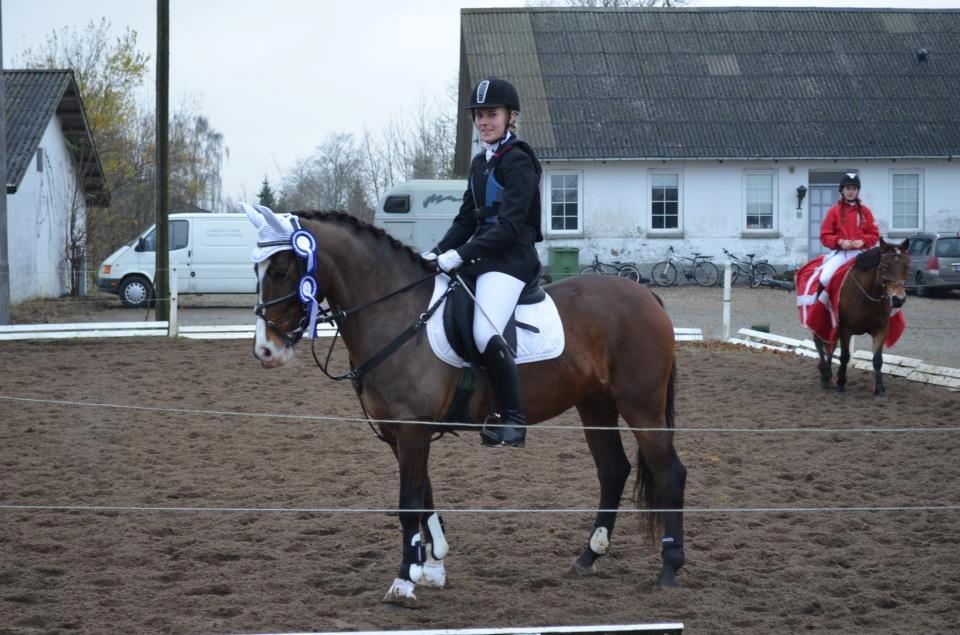 Anden særlig race Bonette  - 2. plads i LA1 og spring! Min ynglings pony!<3<3 billede 11