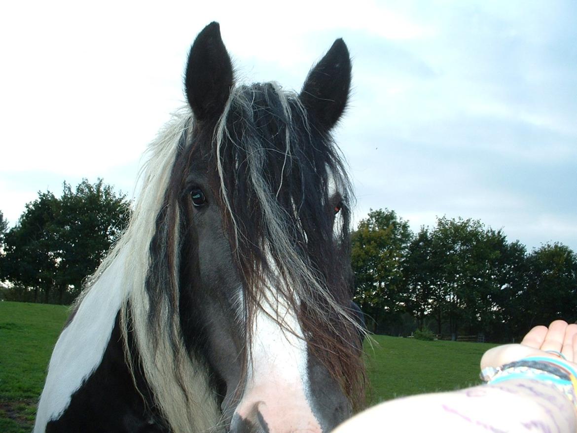 Irish Cob Miss Baley [Solgt] billede 14