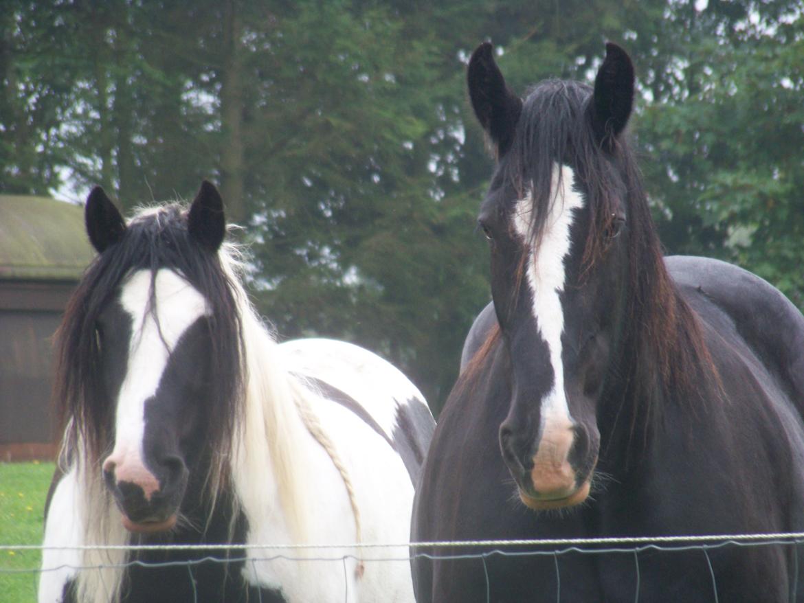 Irish Cob Miss Baley [Solgt] billede 15