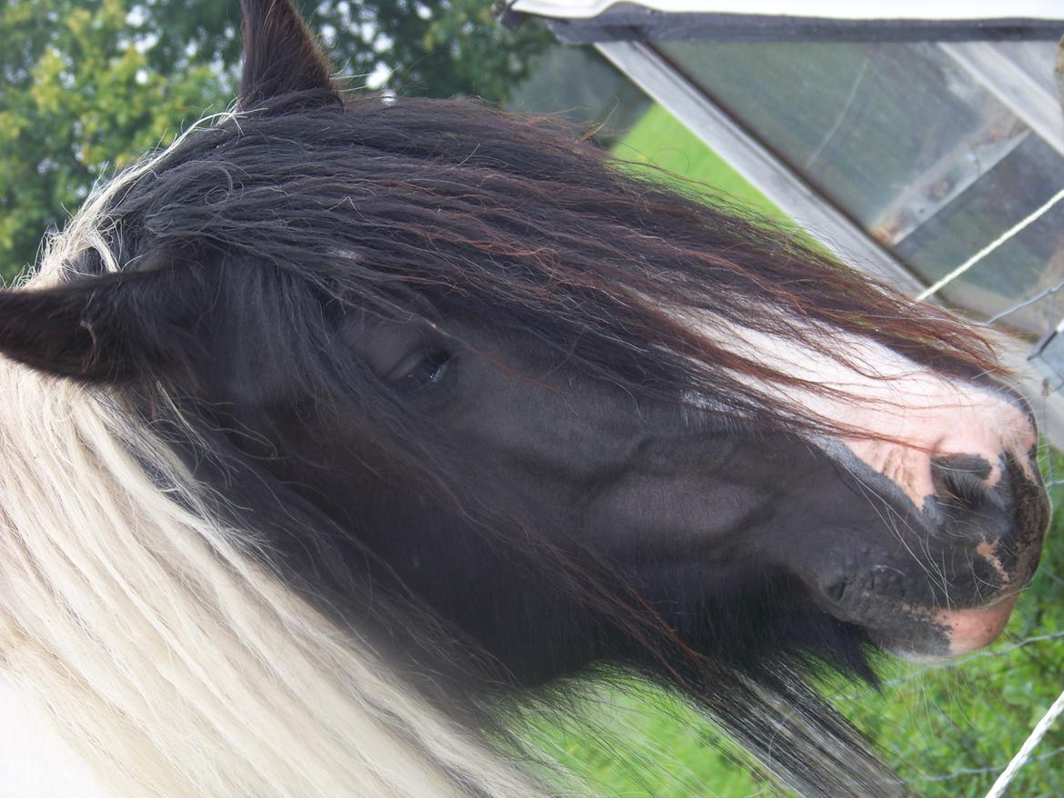 Irish Cob Miss Baley [Solgt] billede 16