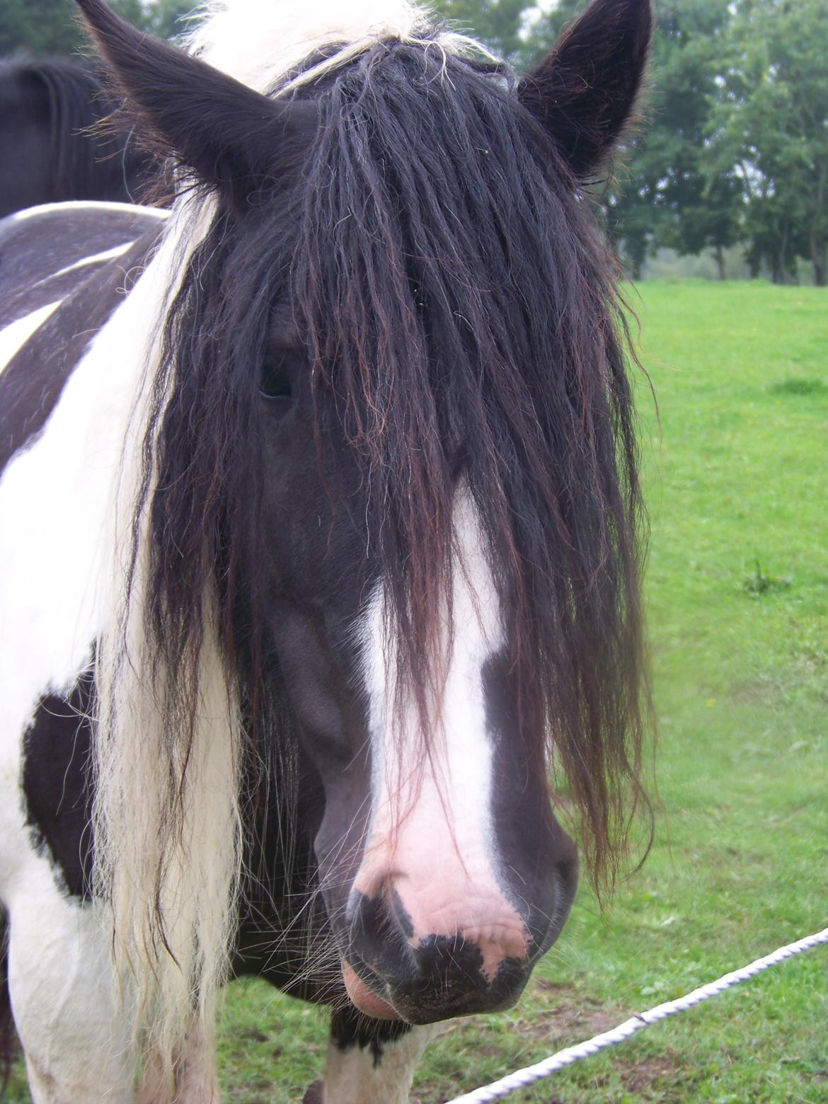 Irish Cob Miss Baley [Solgt] billede 17