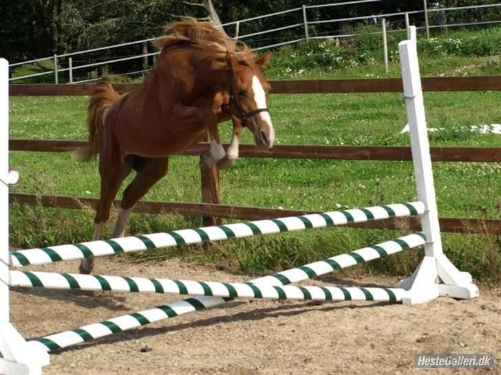 DSP HORSMARKS DIVA DUCHESS - SOLGT! - Mussi <3. billede 7