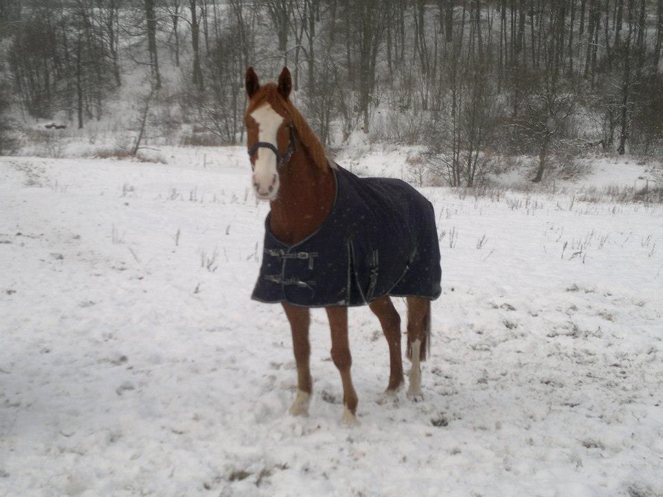 Dansk Varmblod Engholms Windcome - Sne på Skaarupgaard billede 17