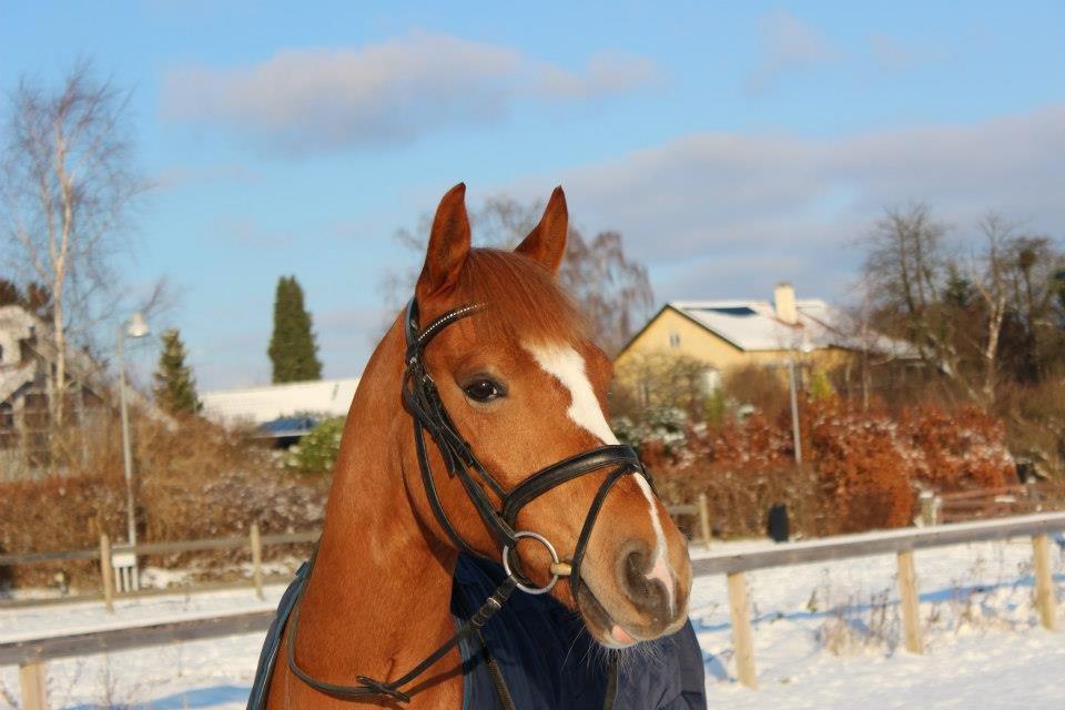 Welsh Pony af Cob-type (sec C) Eternal Amal<3 - Verdens smukkeste pony <3 billede 16