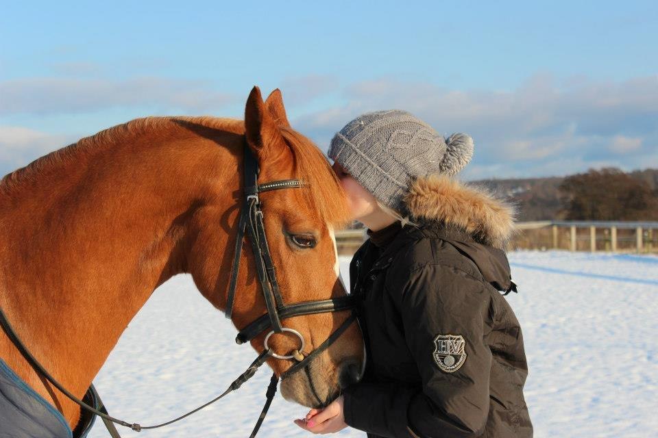 Welsh Pony af Cob-type (sec C) Eternal Amal<3 - Jeg elsker dig utrolig meget højere end ord kan beskrive! billede 17
