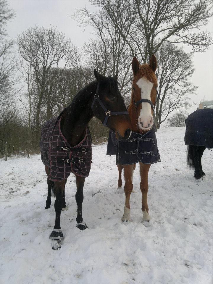 Dansk Varmblod Engholms Windcome - Mine dejlige drenge hygger på fold, december 2012 billede 9