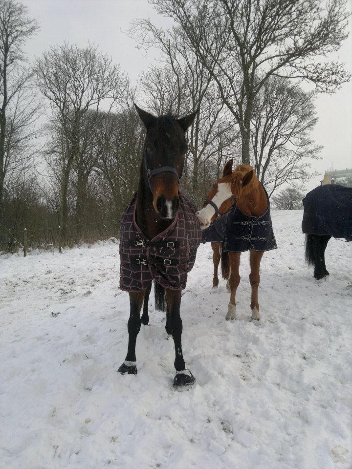 Dansk Varmblod Engholms Windcome - Bølle billede 7