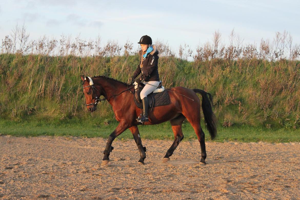 Anden særlig race Balcarno Star billede 12