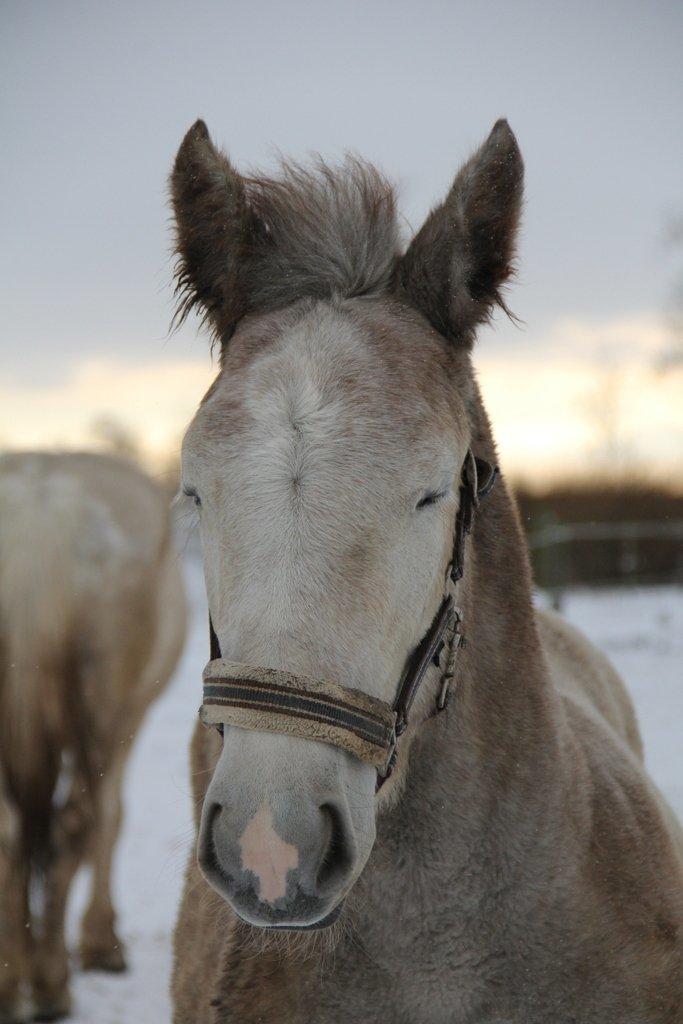 Boulonnais Chantilly billede 15