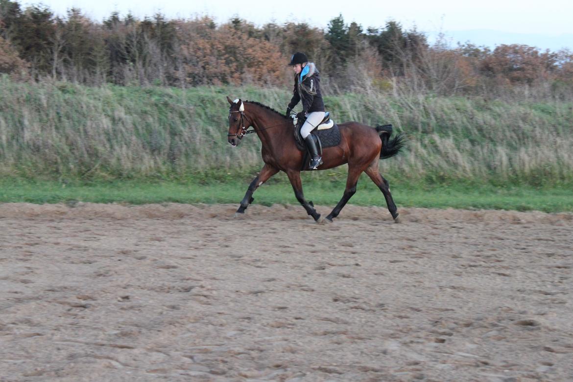 Anden særlig race Balcarno Star billede 17