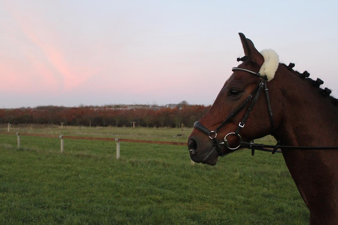 Anden særlig race Balcarno Star billede 19