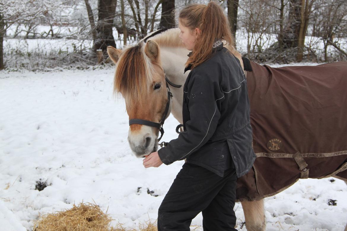 Fjordhest Farmens Elliot - Friendship, is the best gift you can get. billede 9