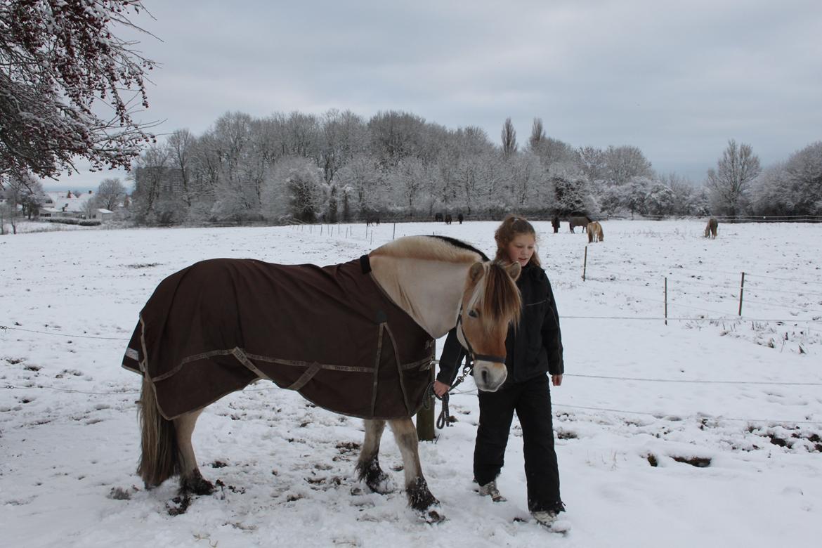 Fjordhest Farmens Elliot - I will always be by your site. billede 16