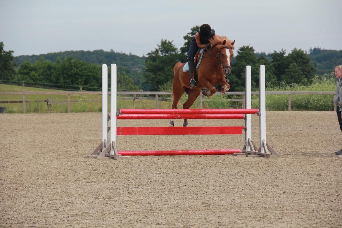 Welsh Pony af Cob-type (sec C) Eternal Amal<3 - SØDESTE! billede 20