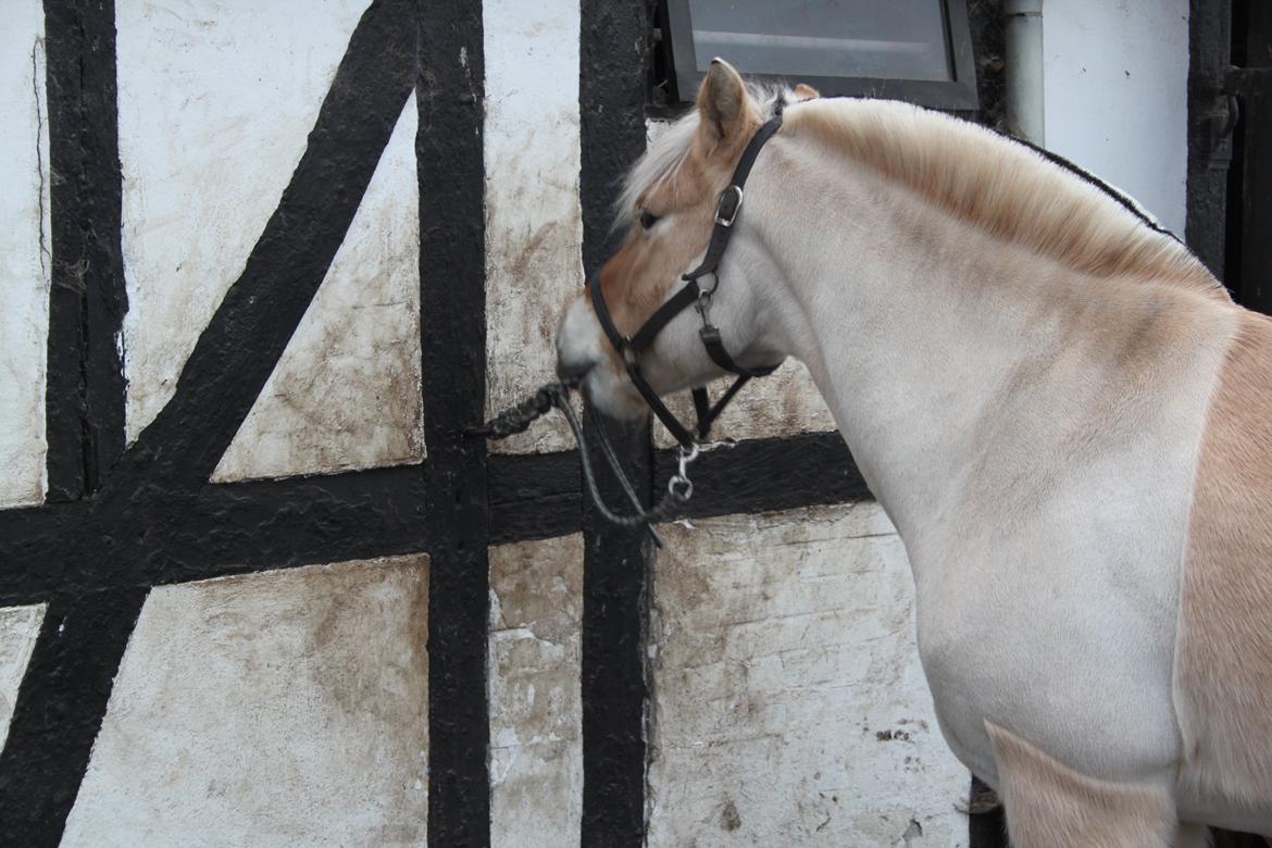 Fjordhest Farmens Elliot - What was the sun if we didn't know rain? and what was the dessert if we hadn't seen the sea?  billede 12