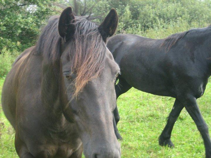 Anden særlig race Simply Grey (R.I.P) billede 20