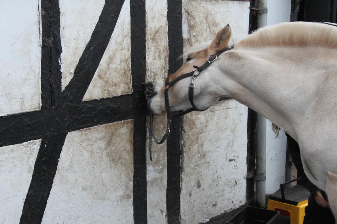 Fjordhest Farmens Elliot - My home is with you. billede 10