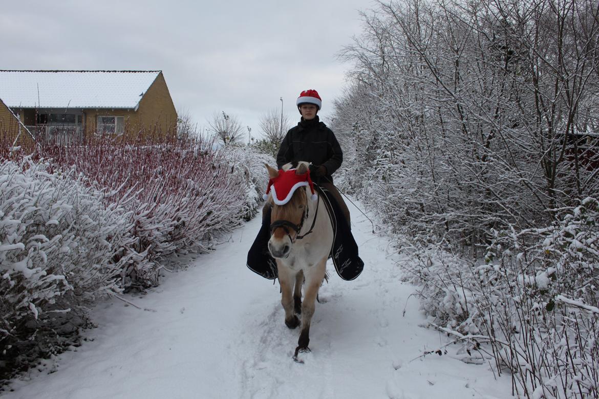 Fjordhest Farmens Elliot - The only thing I want for christmas is you. billede 15