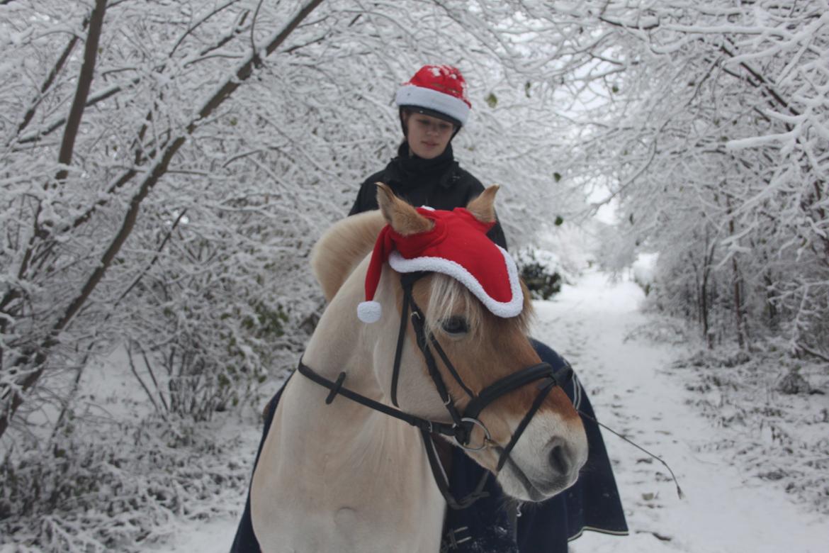 Fjordhest Farmens Elliot - If we didn't know the rain, we wouldn't see the sun. billede 6