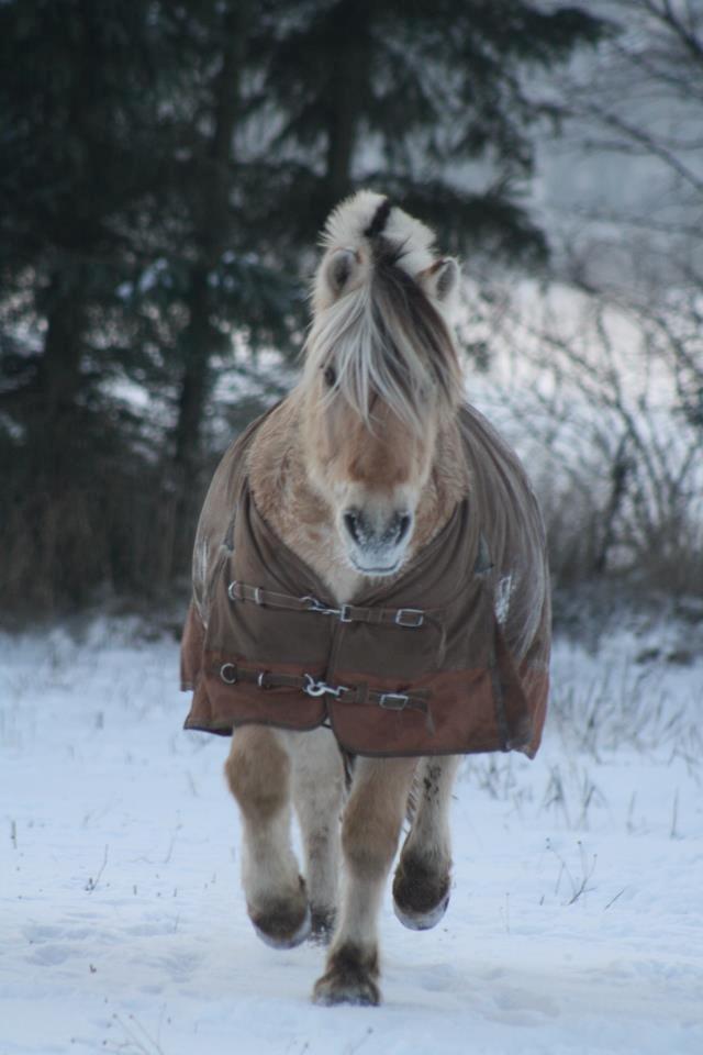 Fjordhest Søgårdens Birk <3 - Mulle i sneen igen<3 Dejlige dreng<3 
Foto: Mig billede 4