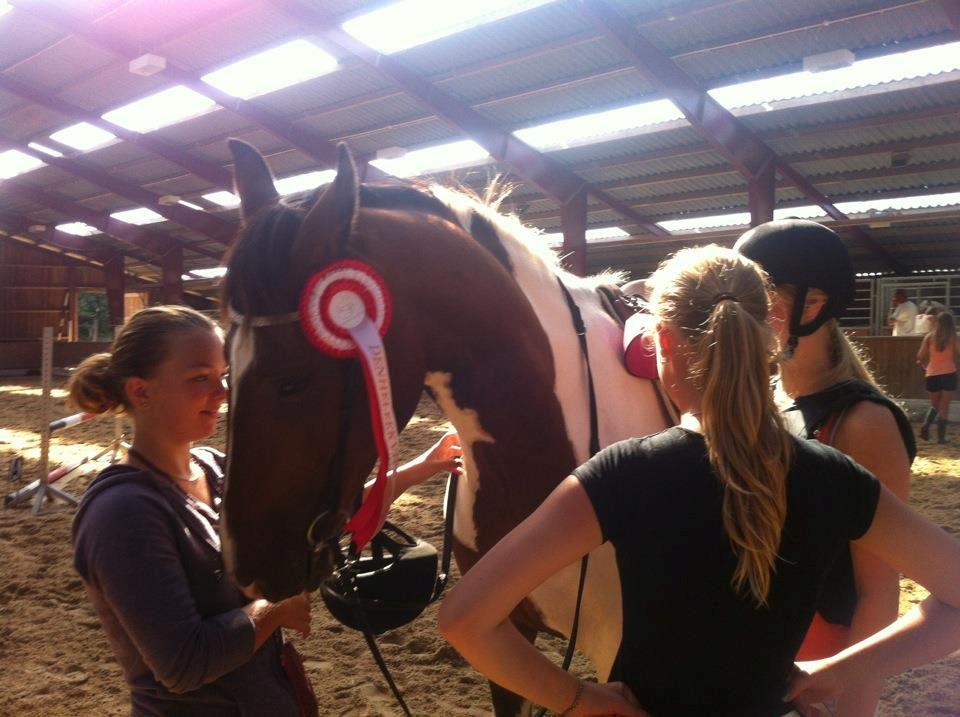 Pinto Shamrocks Jumping Jack Flash/Hoelgaard's Ferrari E billede 18