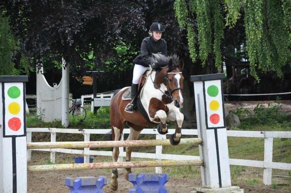 Pinto Shamrocks Jumping Jack Flash/Hoelgaard's Ferrari E - Stævne i TAU, LC billede 10