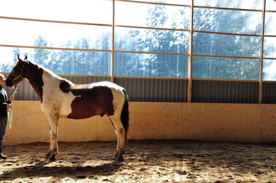 Pinto Shamrocks Jumping Jack Flash/Hoelgaard's Ferrari E - ... og fremvisning af en MEGET beskidt, men smuk Jack <3 billede 6