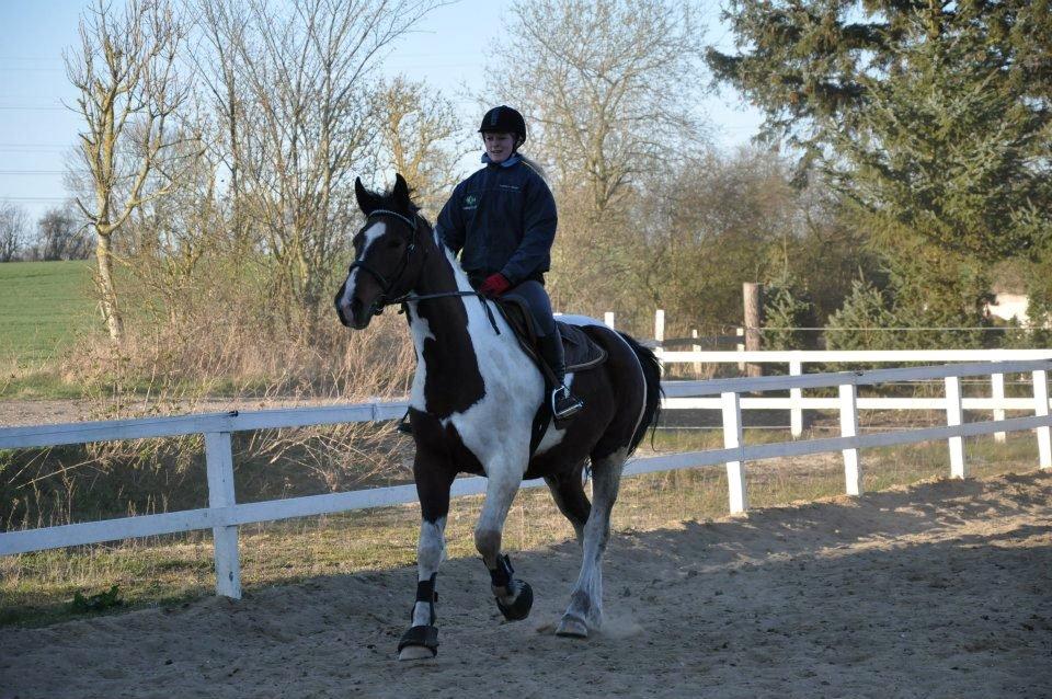 Pinto Shamrocks Jumping Jack Flash/Hoelgaard's Ferrari E - Den hest ser bare ALTID glad ud på billeder :D billede 12