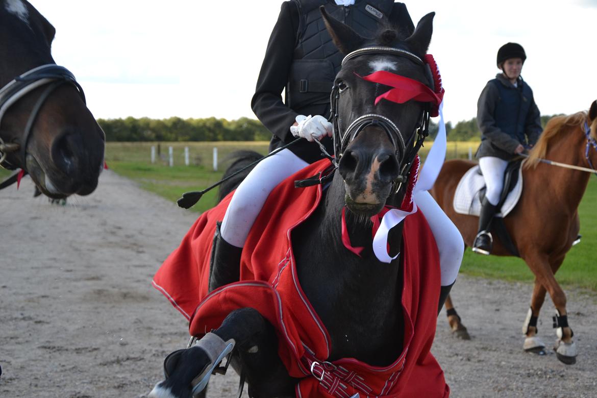 New Forest Krondalens Alymet - Min lille hystade billede 18