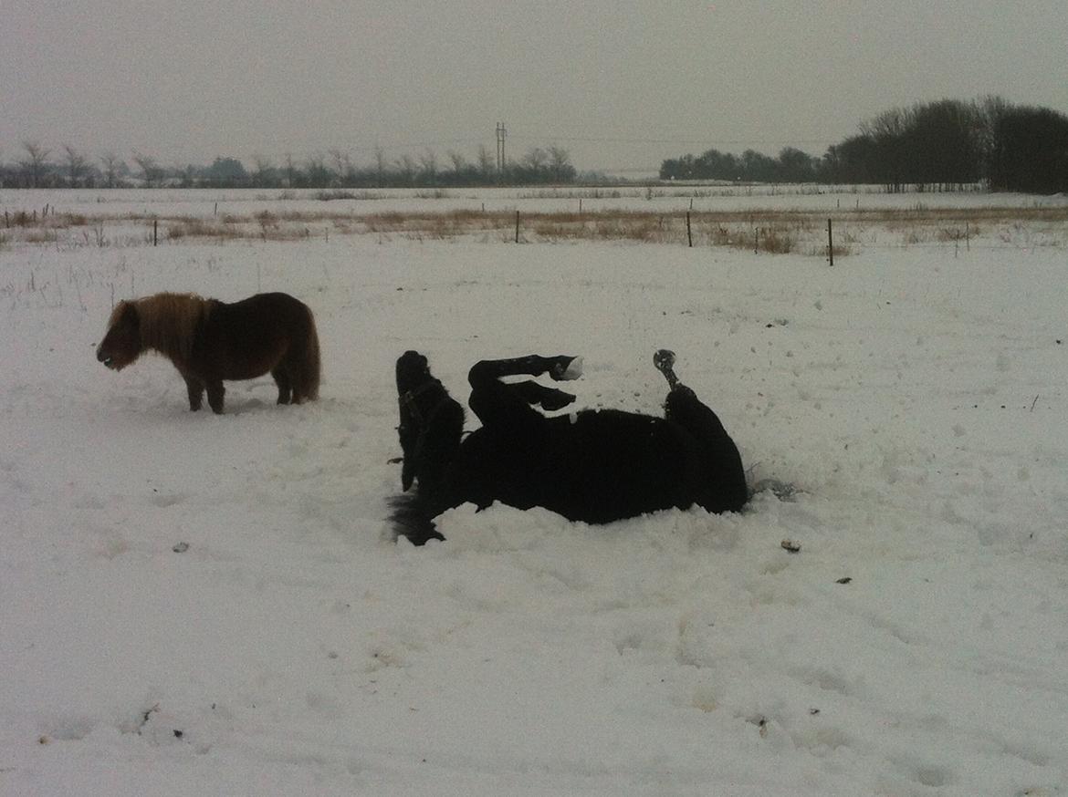 Traver Lucky Tail :)(aflivet 15-4-15) billede 9
