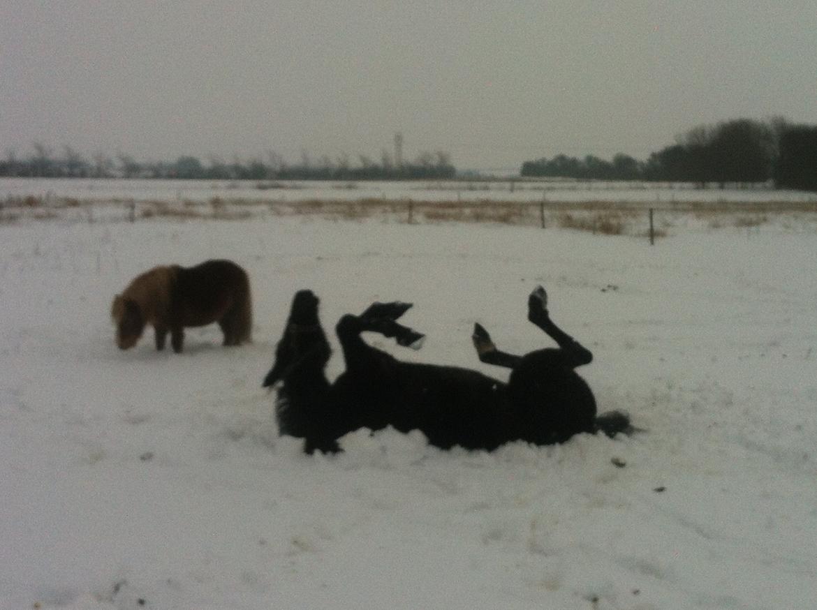 Traver Lucky Tail :)(aflivet 15-4-15) billede 4
