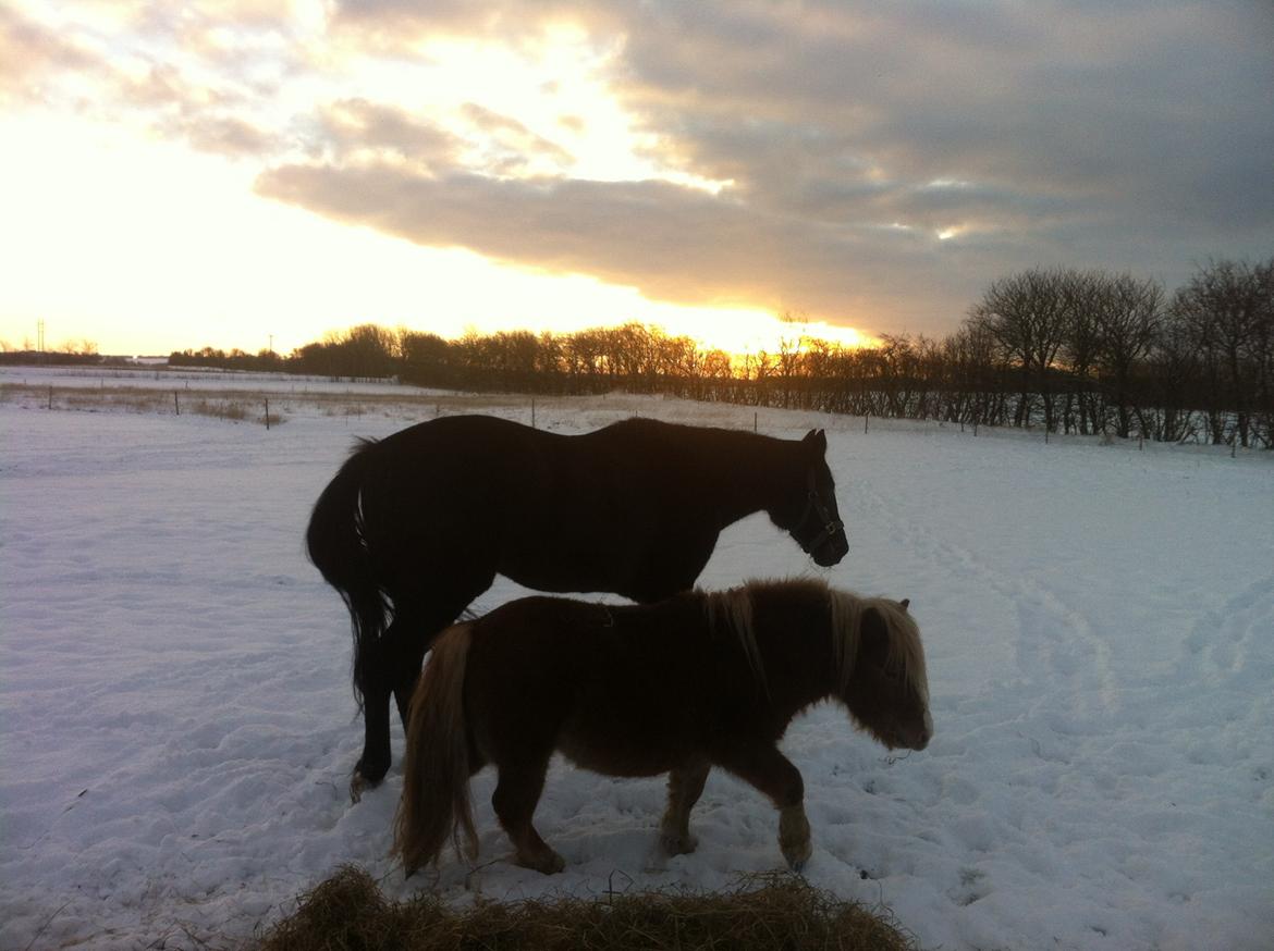 Traver Lucky Tail :)(aflivet 15-4-15) billede 11