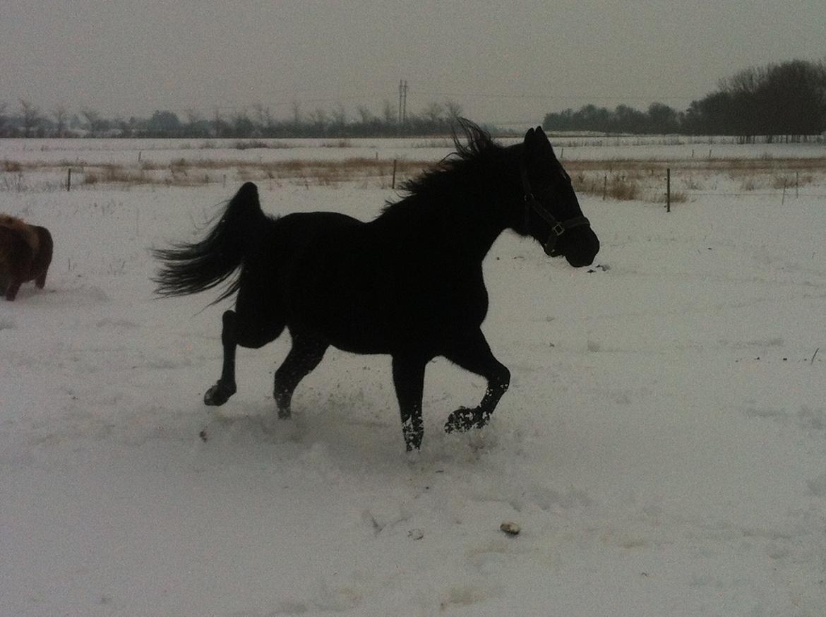 Traver Lucky Tail :)(aflivet 15-4-15) billede 2