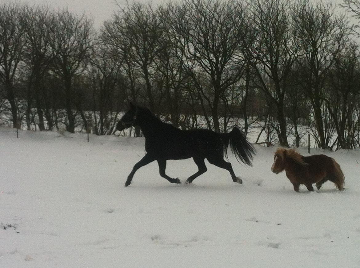 Traver Lucky Tail :)(aflivet 15-4-15) billede 13