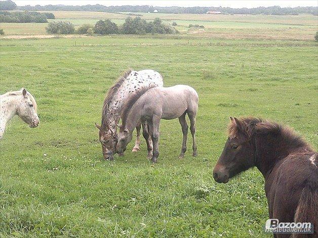 Knabstrupper Makur :-)(solgt) billede 3