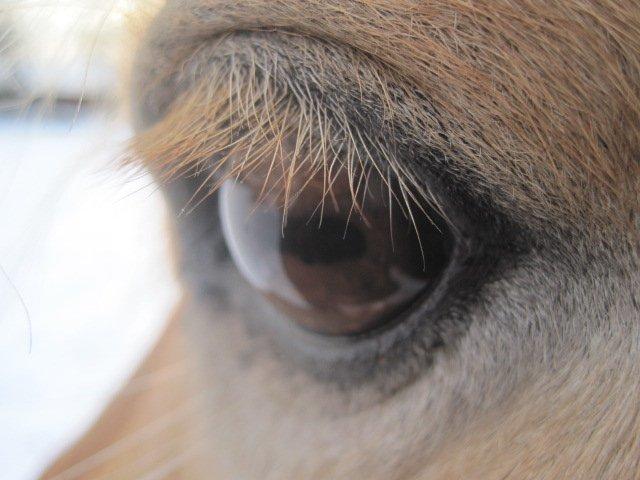 Anden særlig race Safran billede 12