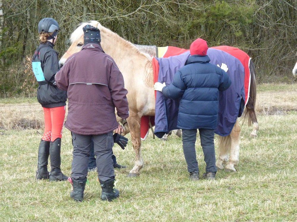 Anden særlig race Safran - Feldborgridtet 2012 <3 billede 14