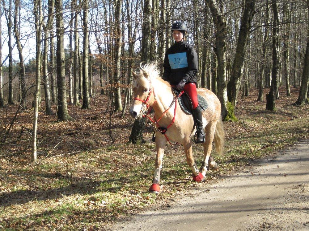 Anden særlig race Safran - Feldborgridtet 2012<3 billede 15