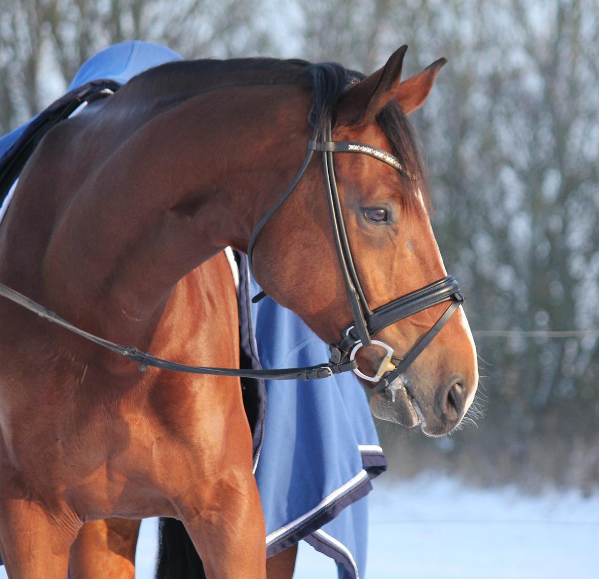 Dansk Varmblod Sandbæk's Wonder-Hitt - A hest billede 15