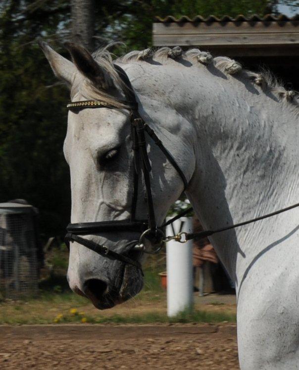 Anden særlig race Ricky - 2011 billede 3