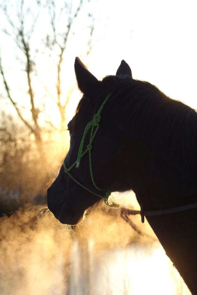 Anden særlig race Zizanie - tidligere passer - Line-photos billede 6