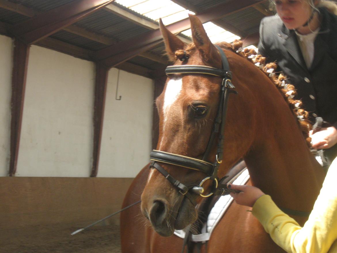 Anden særlig race Potter (Rideskole hest) - Fine Potter. billede 6