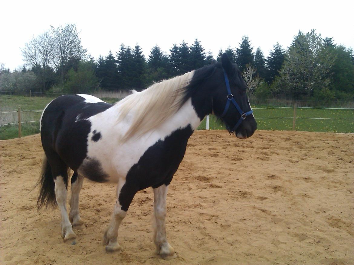 Irish Cob Crossbreed Deaklan [ Tidligere hest ] billede 1