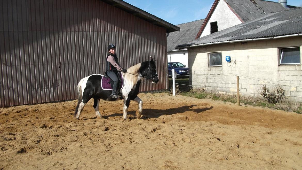 Irish Cob Crossbreed Deaklan [ Tidligere hest ] billede 2