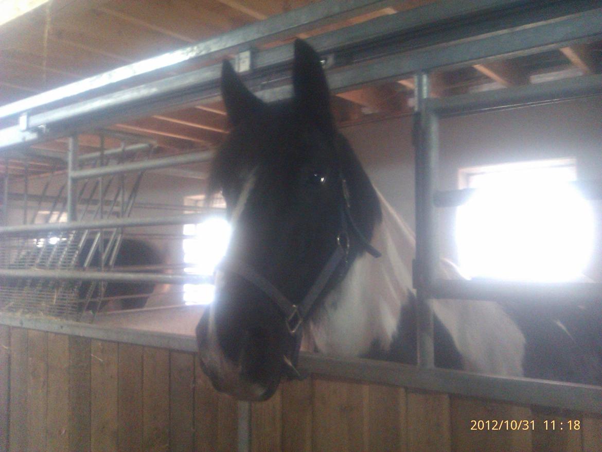 Irish Cob Crossbreed Deaklan [ Tidligere hest ] billede 3