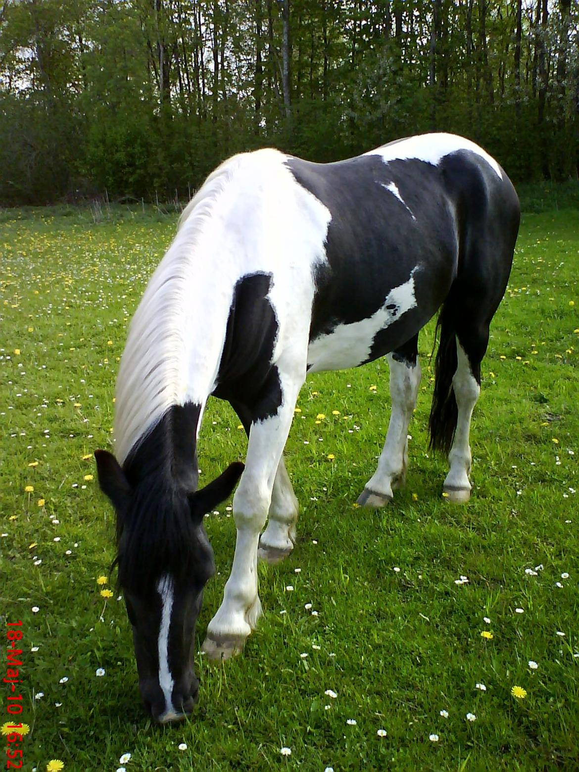 Irish Cob Crossbreed Deaklan [ Tidligere hest ] billede 4